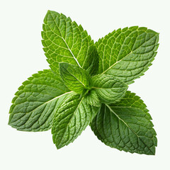 Fresh mint leaves on transparency background.