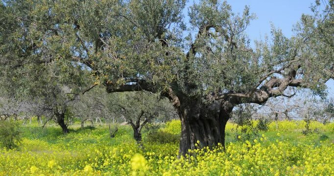 Old olive tree waving in the wind in the middle of yellow flowers meadow