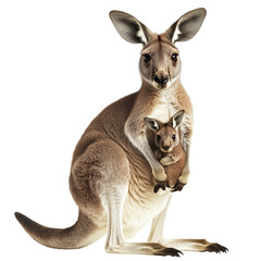 A kangaroo with a baby in its pouch isolated on transparent background