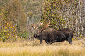 Bull Moose During the Rut in Grand Teton National Park Wyoming in Autumn