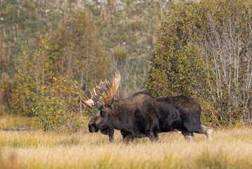 Bull Moose During the Rut in Grand Teton National Park Wyoming in Autumn