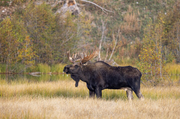 Bull Moose During the Rut in Grand Teton National Park Wyoming in Autumn