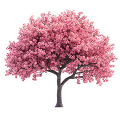 Fototapeta premium Pink Blooming Tree Isolated On White or transparent. Spring Blossom, Floral Design Element.