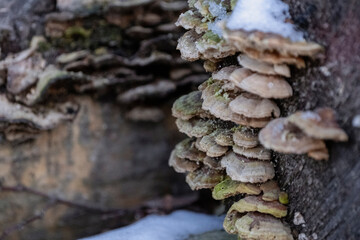 A bunch of mushrooms in a tree trunk