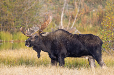 Bull Moose During the Rut in Grand Teton National Park Wyoming in Autumn