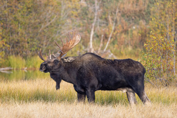 Bull Moose During the Rut in Grand Teton National Park Wyoming in Autumn
