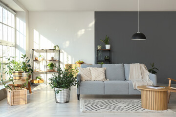 Interior of light modern living room with comfortable sofa, houseplants, shelving units and table