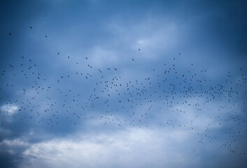 A flock of birds flies in a blue cloudy sky