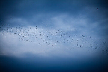 A flock of birds flies in a blue cloudy sky