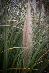 Fototapeta premium reeds against the sky