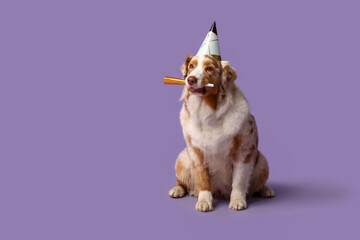 Cute Australian Shepherd dog in party hat with whistle on lilac background