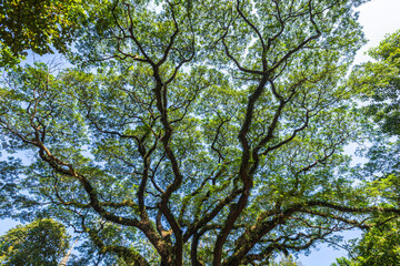 beautiful green leaves branch shining  silhouette of big tree with the sun rays and blue sky background.