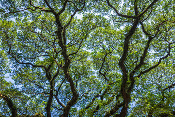 beautiful green leaves branch shining  silhouette of big tree with the sun rays and blue sky background.