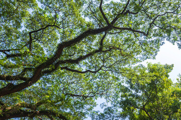 beautiful green leaves branch shining  silhouette of big tree with the sun rays and blue sky background.