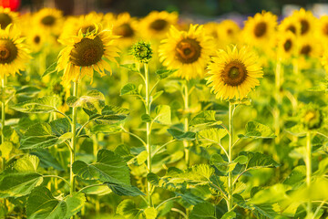 Golden Sunflowers field at blooming farm agricultural Summer sunset and blue sky background texture with white clouds in Thailand