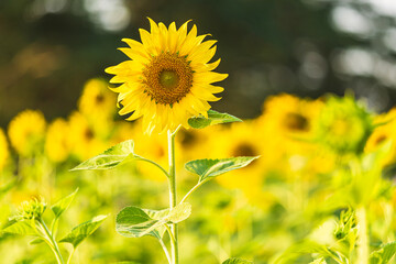 Obraz premium Golden Sunflowers field at blooming farm agricultural Summer sunset and blue sky background texture with white clouds in Thailand