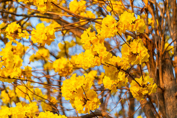 Fototapeta premium Beautiful blooming Yellow Golden Tabebuia Chrysotricha flowers of the Yellow Trumpet that are blooming with the park in spring day in the garden and sunset sky background in Thailand.