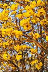Beautiful blooming Yellow Golden Tabebuia Chrysotricha flowers of the Yellow Trumpet that are blooming with the park in spring day in the garden and sunset sky background in Thailand.
