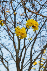 Beautiful blooming Yellow Golden Tabebuia Chrysotricha flowers of the Yellow Trumpet that are blooming with the park in spring day in the garden and sunset sky background in Thailand.