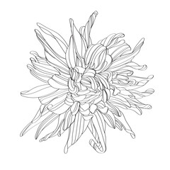 white flower isolated on white