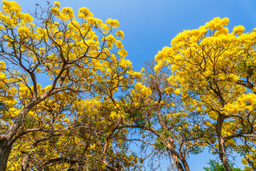 Wooden branches blooming Yellow Golden trumpet tree or Tabebuia are blooming with the park in spring day in the garden and sunset blue sky cloud background in Thailand.