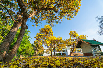 Beautiful blooming Yellow Golden trumpet tree or Tabebuia aurea roadside of the Yellow that are blooming with the park in spring day in the garden and sunset sky background in Thailand.