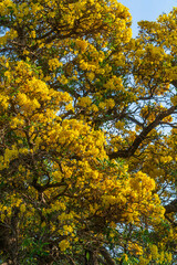Wooden branches blooming Yellow Golden trumpet tree or Tabebuia are blooming with the park in spring day in the garden and sunset blue sky cloud background in Thailand.
