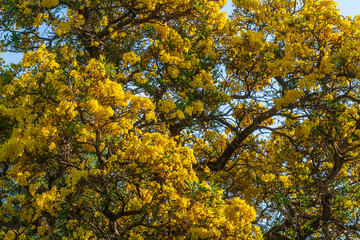 Wooden branches blooming Yellow Golden trumpet tree or Tabebuia are blooming with the park in spring day in the garden and sunset blue sky cloud background in Thailand.