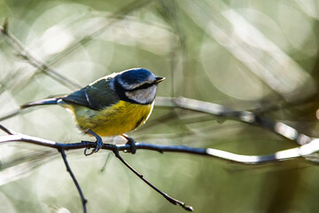 Obraz premium Blue Tit, Cyanistes Caeruleus