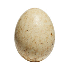 Fototapeta premium Close up of a single turtle egg showcasing its unique round shape and leathery texture Perfect for nature or wildlife concepts