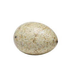 Fototapeta premium Close up of a single turtle egg showcasing its unique round shape and leathery texture Perfect for nature or wildlife concepts