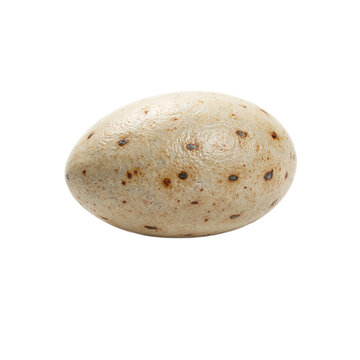 Close up of a single turtle egg showcasing its unique round shape and leathery texture Perfect for nature or wildlife concepts