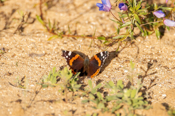 Una mariposa Vanessa atalanta, Vulcana o almirante rojo relajada en el sol