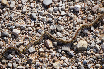 Row of the burial procession of the pine processionary caterpillar, Thaumetopoea pityocampa, on the ground with stones