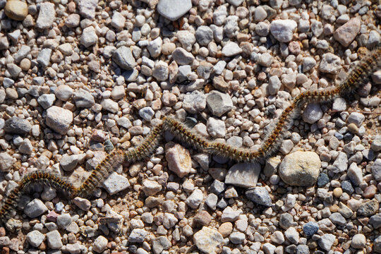 Row of the burial procession of the pine processionary caterpillar, Thaumetopoea pityocampa, on the ground with stones