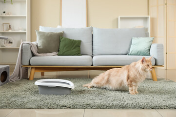 Cute Maine Coon cat with litter box in living room at home