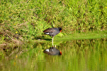 Gallareta contemplando su reflejo