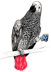 African Grey Parrot eating blueberry