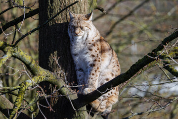 A Lynx cat sleeping high in a tree, warming up in the morning sun