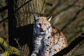 A Lynx cat sleeping high in a tree, waking up in the morning sun