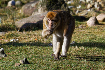 The Barbary macaque (Macaca sylvanus), also known as Barbary ape looking curious
