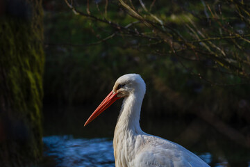 A White stork beautiful colored in the morning sun with a smoot background