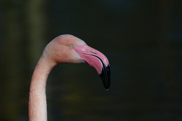 Fototapeta premium Big flamingo head, Phoenicopterus roseus. Beautiful pink colors