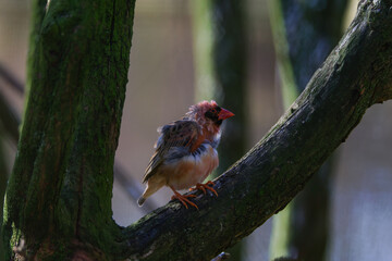 A Red-billed quelea, Quelea queleaon a branch