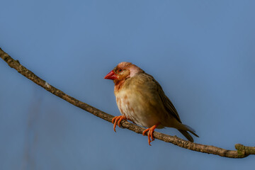 A Red-billed quelea, Quelea queleaon a branch with a blue sky in the background
