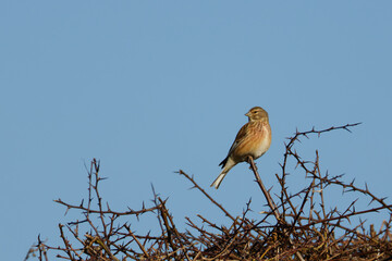 The common linnet (Linaria cannabina) a small passerine bird of the finch family, relaxing in the sun on a branch