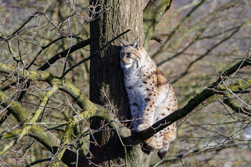 A Lynx cat sleeping high in a tree, warming up in the morning sun