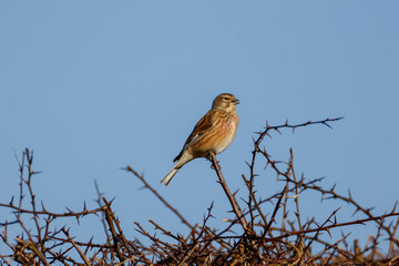 The common linnet (Linaria cannabina) a small passerine bird of the finch family, relaxing in the sun on a branch