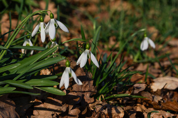 Some Galanthus or snowdrop one of the 20 species of bulbous perennial herbaceous plants in the family Amaryllidaceae