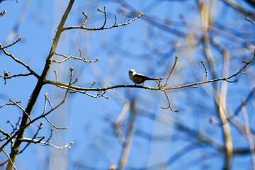 The long-tailed tit (Aegithalos caudatus), also named long-tailed bushtit,